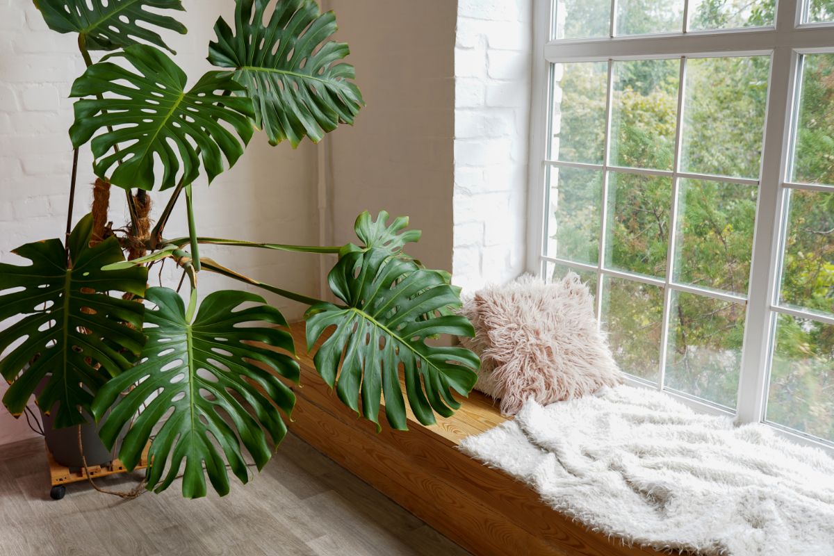 Best Plants For West Facing Window