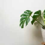 Best Pot For Monstera