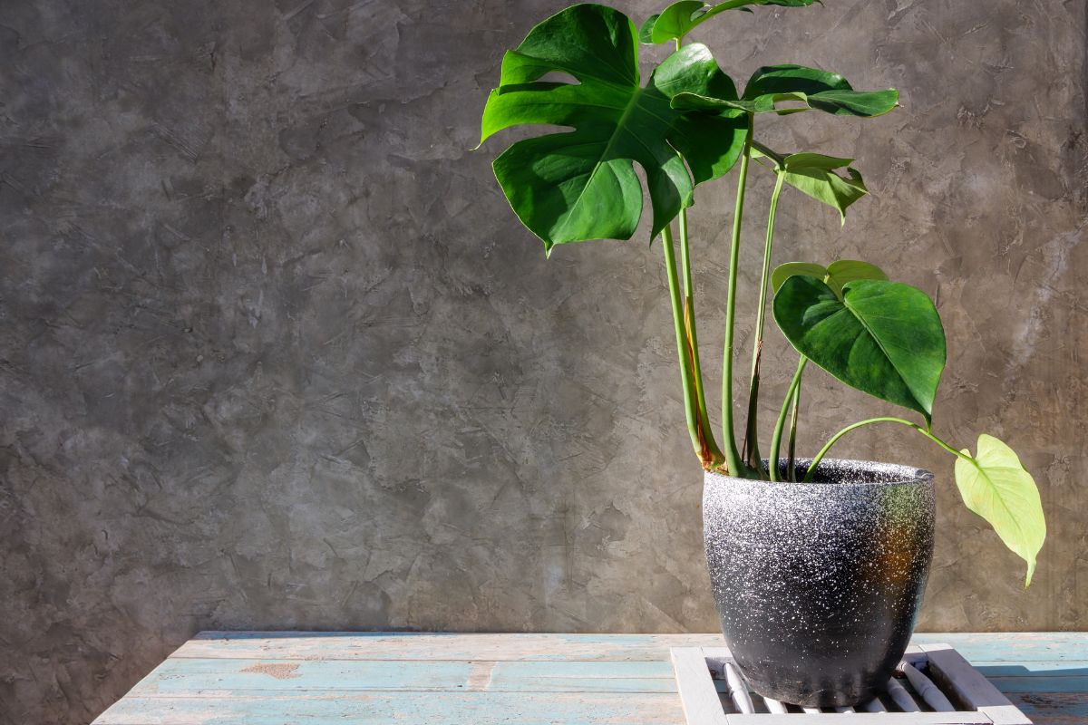 Best Pot For Monstera