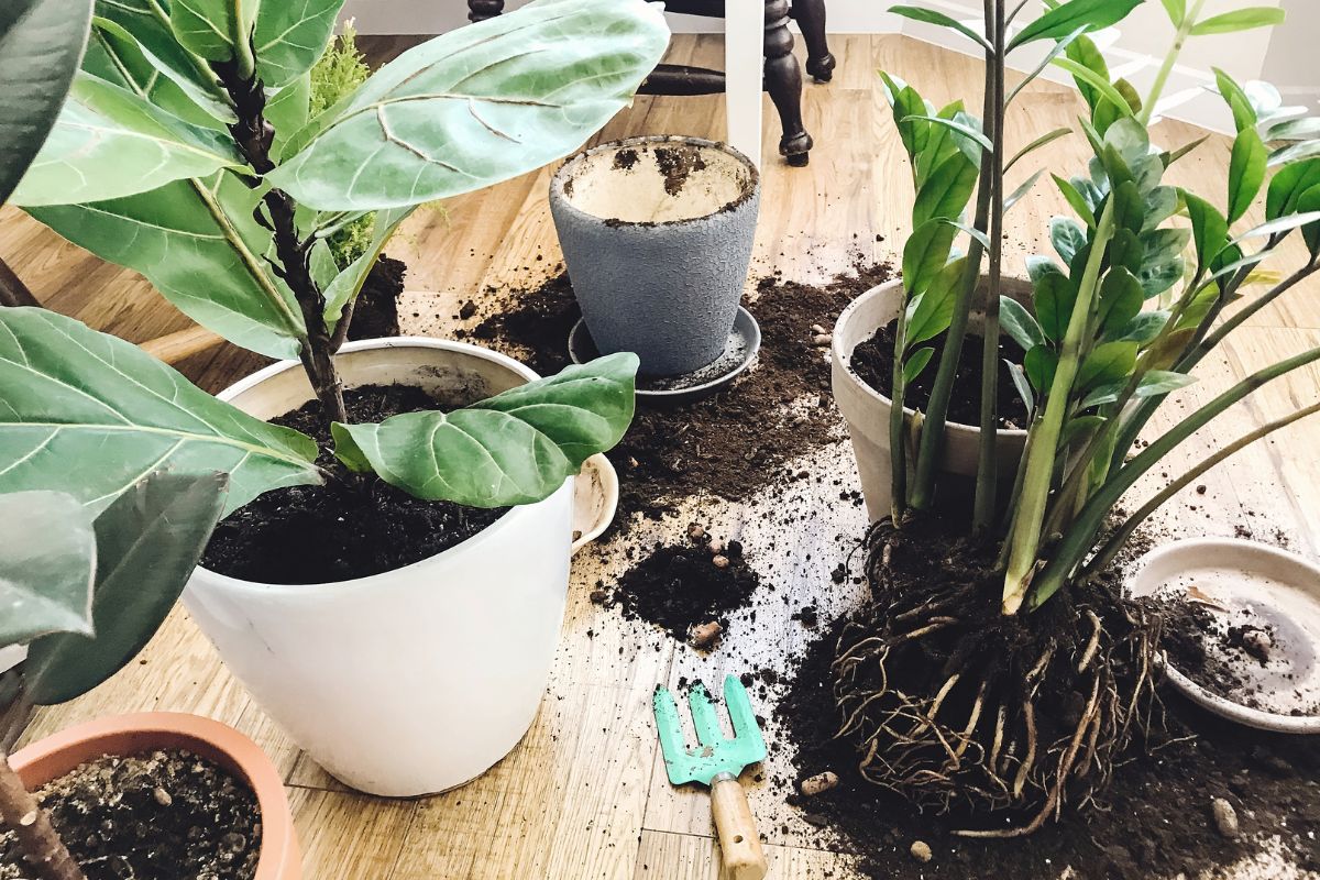 Best Soil For Fiddle Leaf Fig (1)