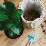 Best Soil For Fiddle Leaf Fig