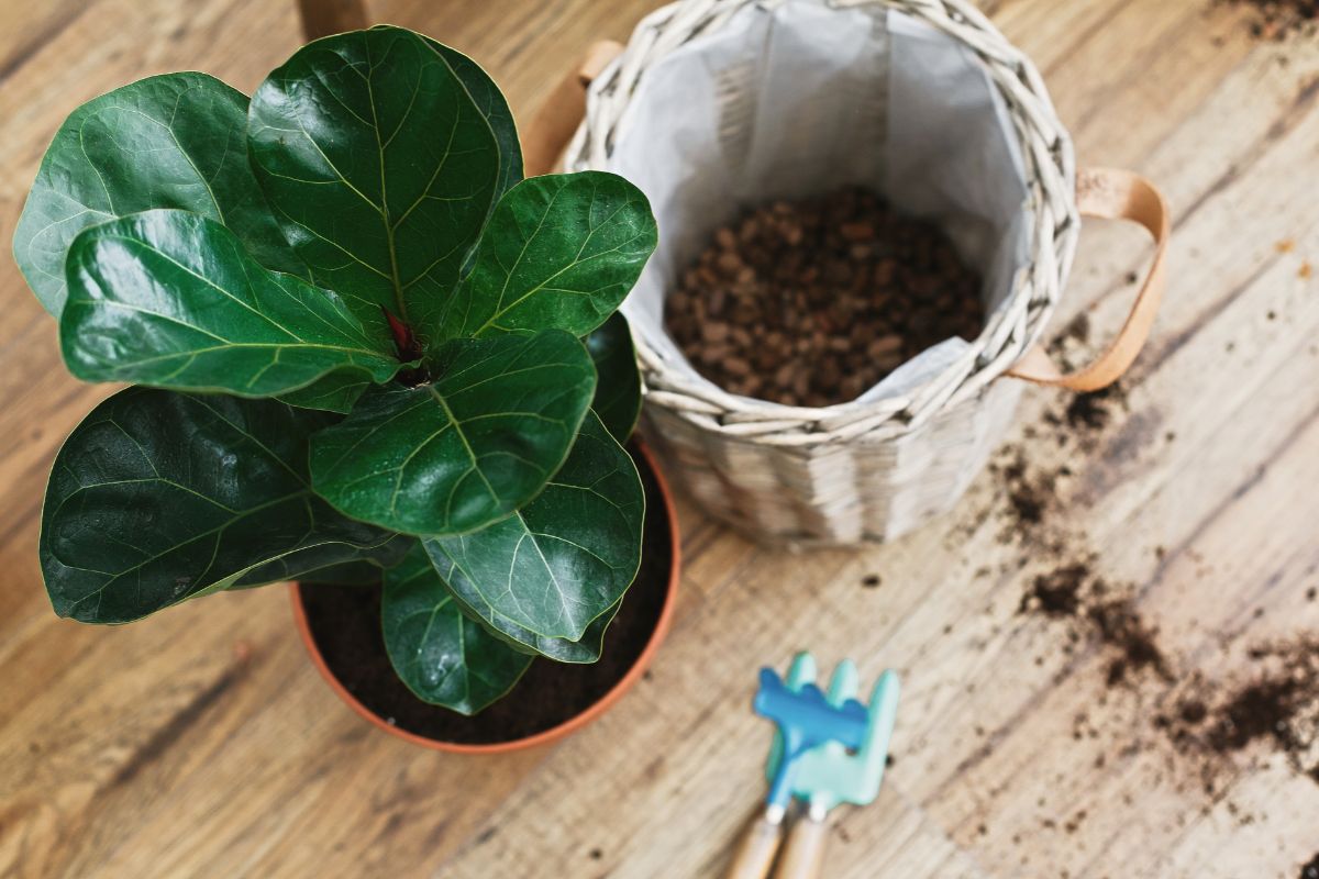 Best Soil For Fiddle Leaf Fig