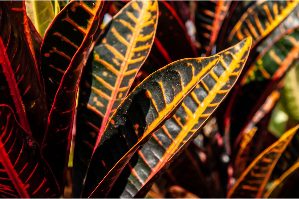 How To Propagate A Croton (1)