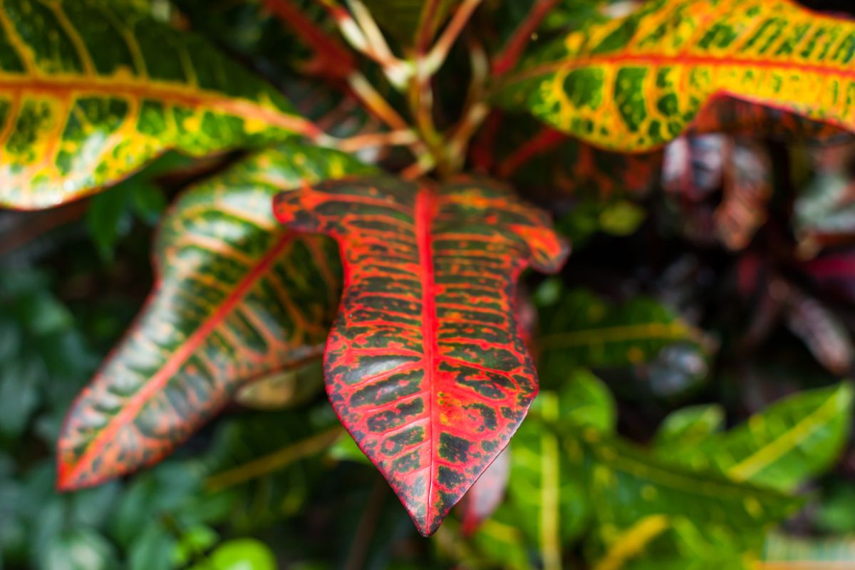 How To Propagate A Croton