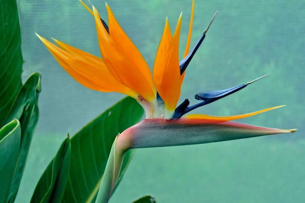 How To Prune Birds Of Paradise - Botanic Box