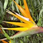 How To Prune Birds Of Paradise