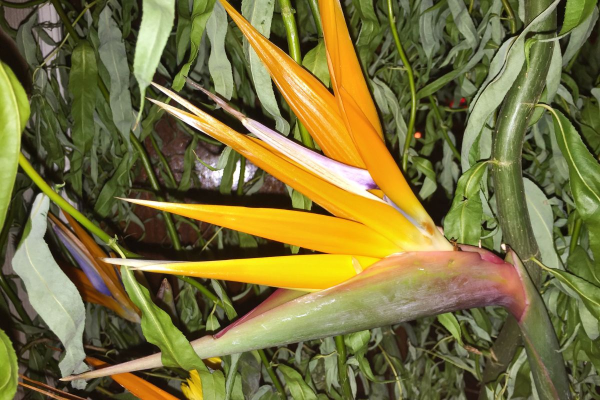 How To Prune Birds Of Paradise - Botanic Box