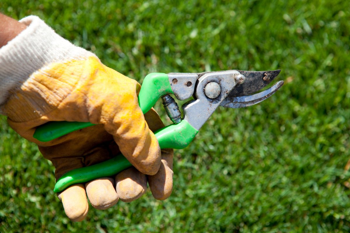 How To Trim A Money Tree 