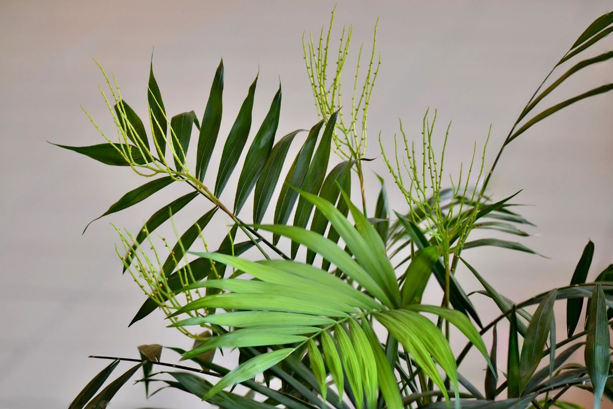 Parlor Palm (Chamaedorea Elegans)