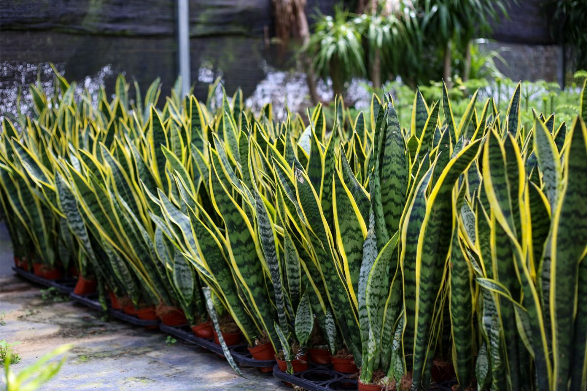 Snake Plant (Sansevieria)