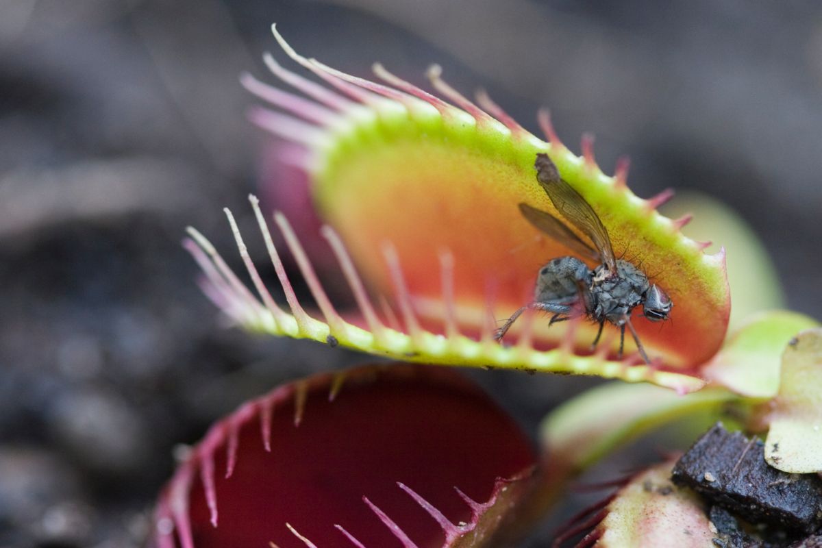 Why Is My Venus Fly Trap Turning Black