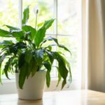 Best Indoor Plants Florida