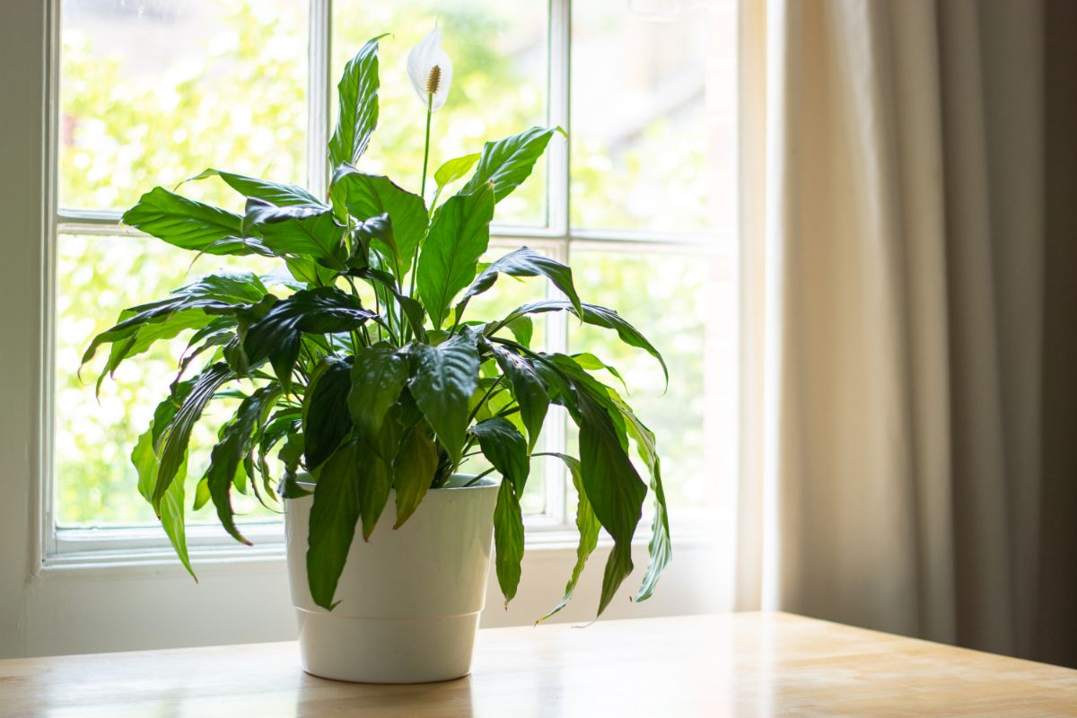 Best Indoor Plants Florida