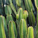 Best Plants For Arizona Heat